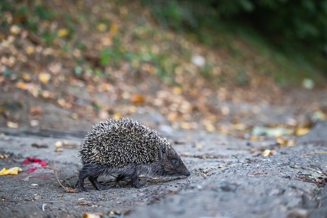 来自摩尔多 来自摩尔多