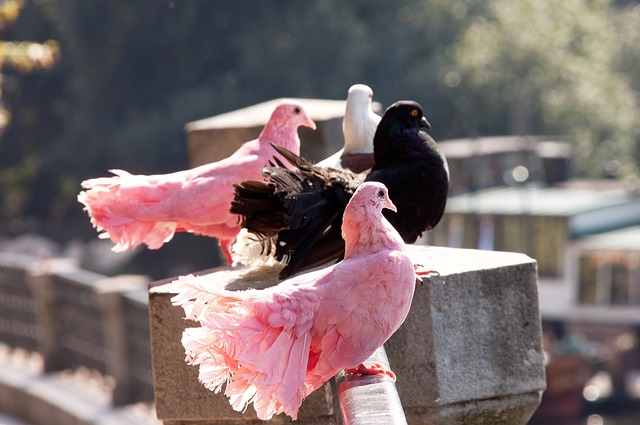 瑞士羽球公 瑞士羽球公